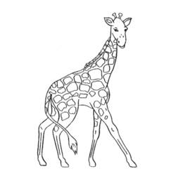 ぬりえページ: キリン (動物) #7220 - 無料の印刷可能なぬりえページ