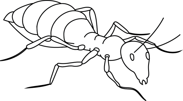 ぬりえページ: 蟻 (動物) #6918 - 無料の印刷可能なぬりえページ