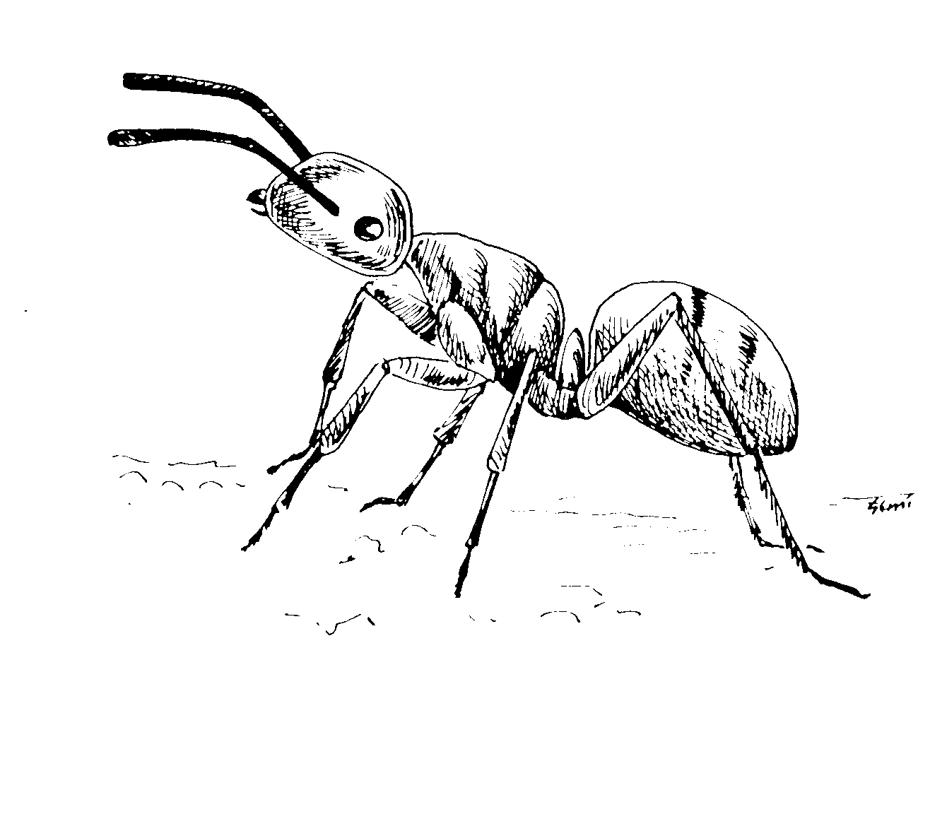 ぬりえページ: 蟻 (動物) #6963 - 無料の印刷可能なぬりえページ