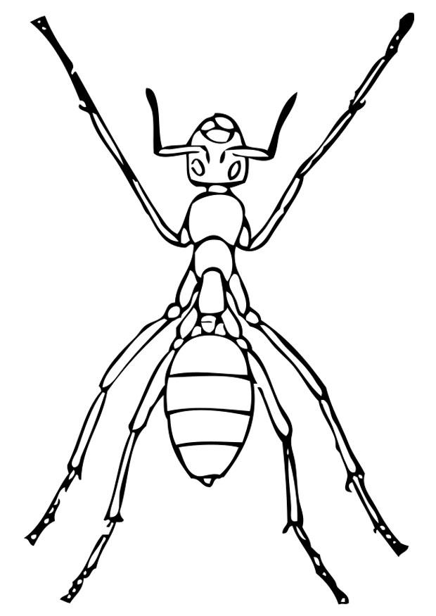 ぬりえページ: 蟻 (動物) #6975 - 無料の印刷可能なぬりえページ