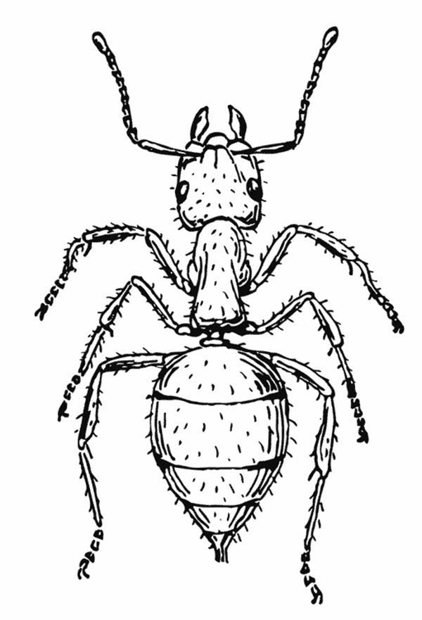 ぬりえページ: 蟻 (動物) #7013 - 無料の印刷可能なぬりえページ