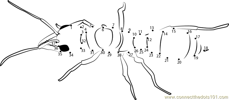 ぬりえページ: 蟻 (動物) #7032 - 無料の印刷可能なぬりえページ