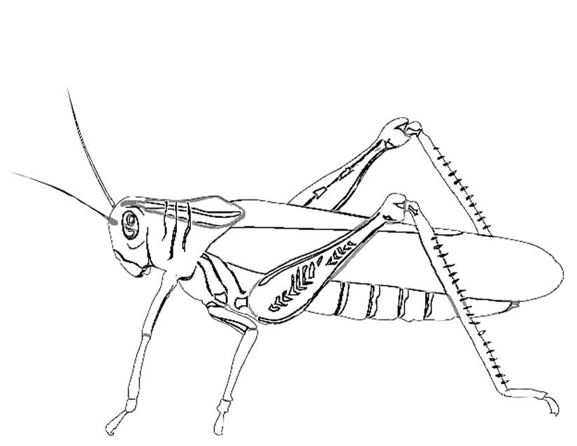 ぬりえページ: 蟻 (動物) #7082 - 無料の印刷可能なぬりえページ