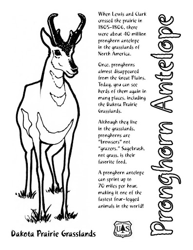 ぬりえページ: アンテロープ (動物) #22669 - 無料の印刷可能なぬりえページ