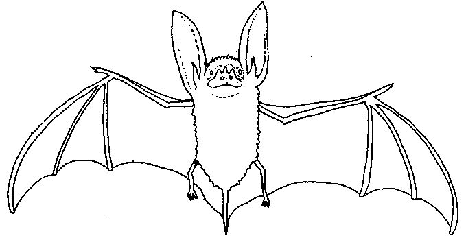 ぬりえページ: コウモリ (動物) #1984 - 無料の印刷可能なぬりえページ