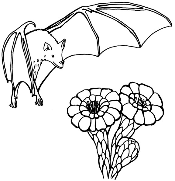 ぬりえページ: コウモリ (動物) #2031 - 無料の印刷可能なぬりえページ