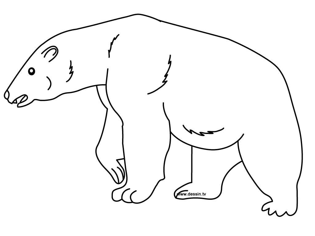 ぬりえページ: クマ (動物) #12201 - 無料の印刷可能なぬりえページ