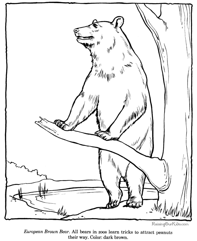 ぬりえページ: クマ (動物) #12227 - 無料の印刷可能なぬりえページ