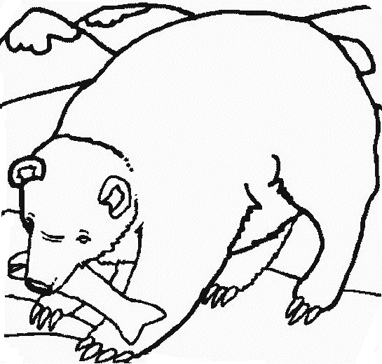 ぬりえページ: クマ (動物) #12286 - 無料の印刷可能なぬりえページ
