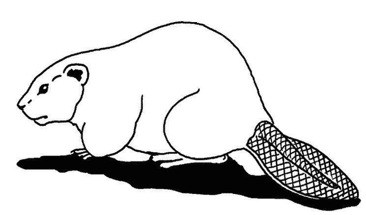 ぬりえページ: ビーバー (動物) #1581 - 無料の印刷可能なぬりえページ