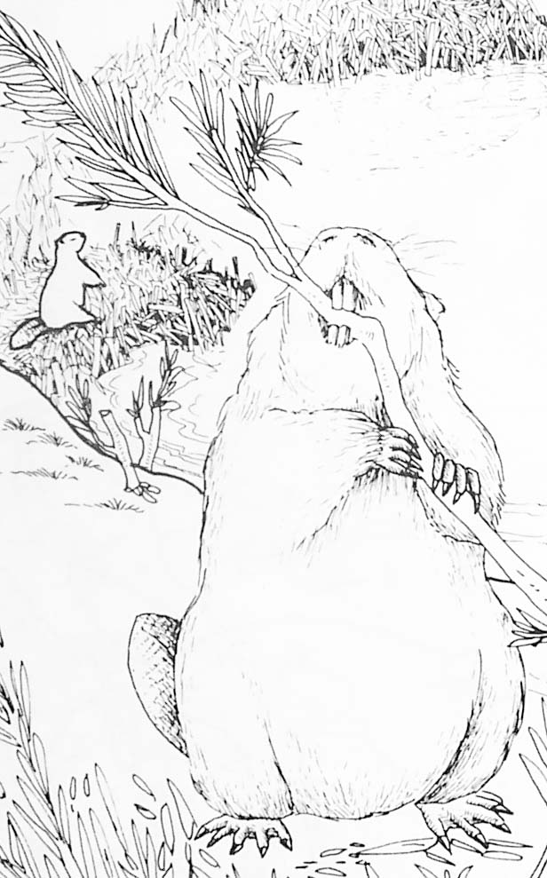 ぬりえページ: ビーバー (動物) #1598 - 無料の印刷可能なぬりえページ