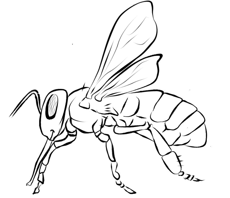 ぬりえページ: 蜂 (動物) #125 - 無料の印刷可能なぬりえページ