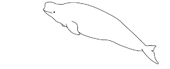 ぬりえページ: シロイルカ (動物) #1040 - 無料の印刷可能なぬりえページ