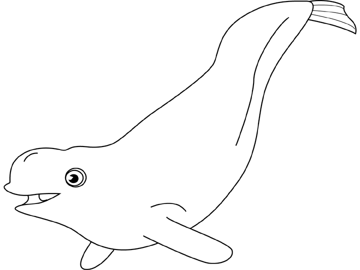 ぬりえページ: シロイルカ (動物) #1049 - 無料の印刷可能なぬりえページ