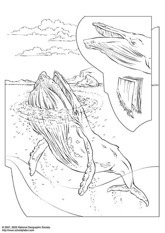 ぬりえページ: シロイルカ (動物) #1052 - 無料の印刷可能なぬりえページ