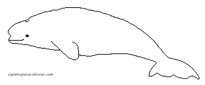 ぬりえページ: シロイルカ (動物) #1063 - 無料の印刷可能なぬりえページ