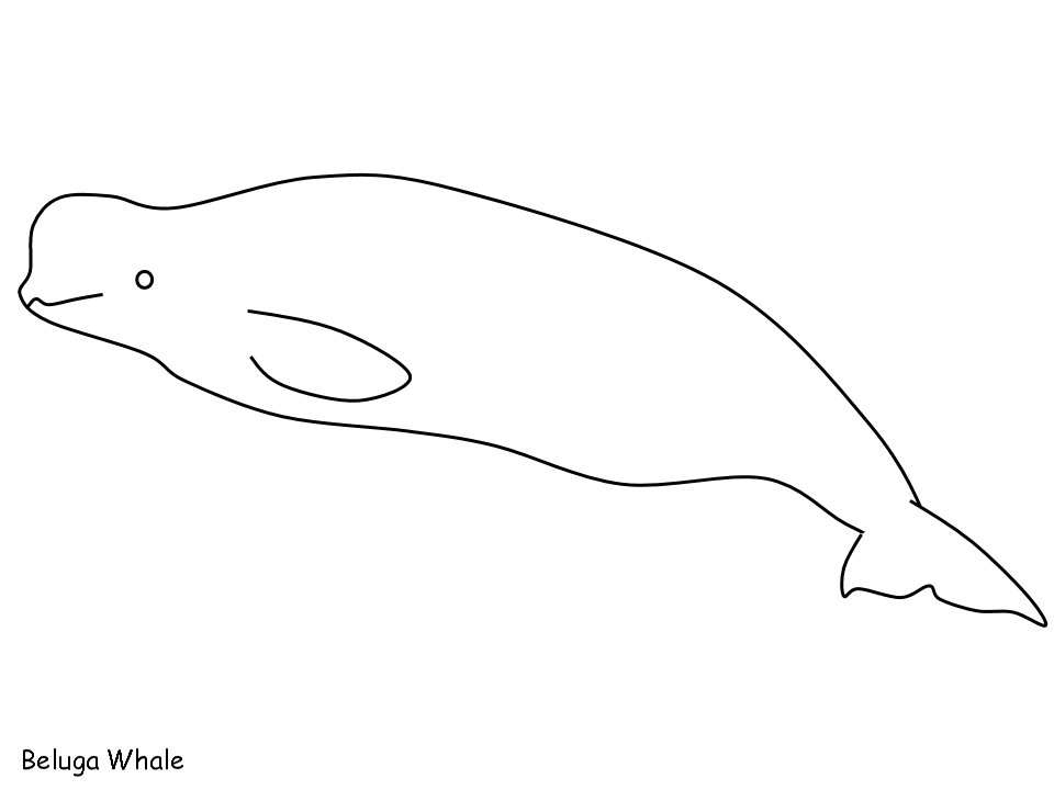 ぬりえページ: シロイルカ (動物) #1067 - 無料の印刷可能なぬりえページ