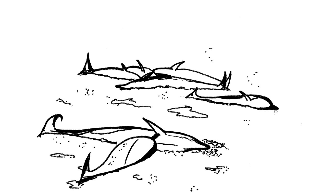 ぬりえページ: シロイルカ (動物) #1079 - 無料の印刷可能なぬりえページ