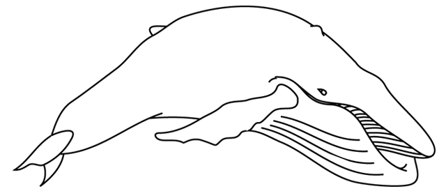 ぬりえページ: シロイルカ (動物) #1086 - 無料の印刷可能なぬりえページ