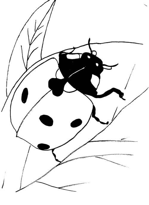 ぬりえページ: てんとう虫 (動物) #3432 - 無料の印刷可能なぬりえページ