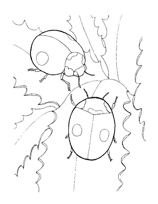ぬりえページ: てんとう虫 (動物) #3437 - 無料の印刷可能なぬりえページ