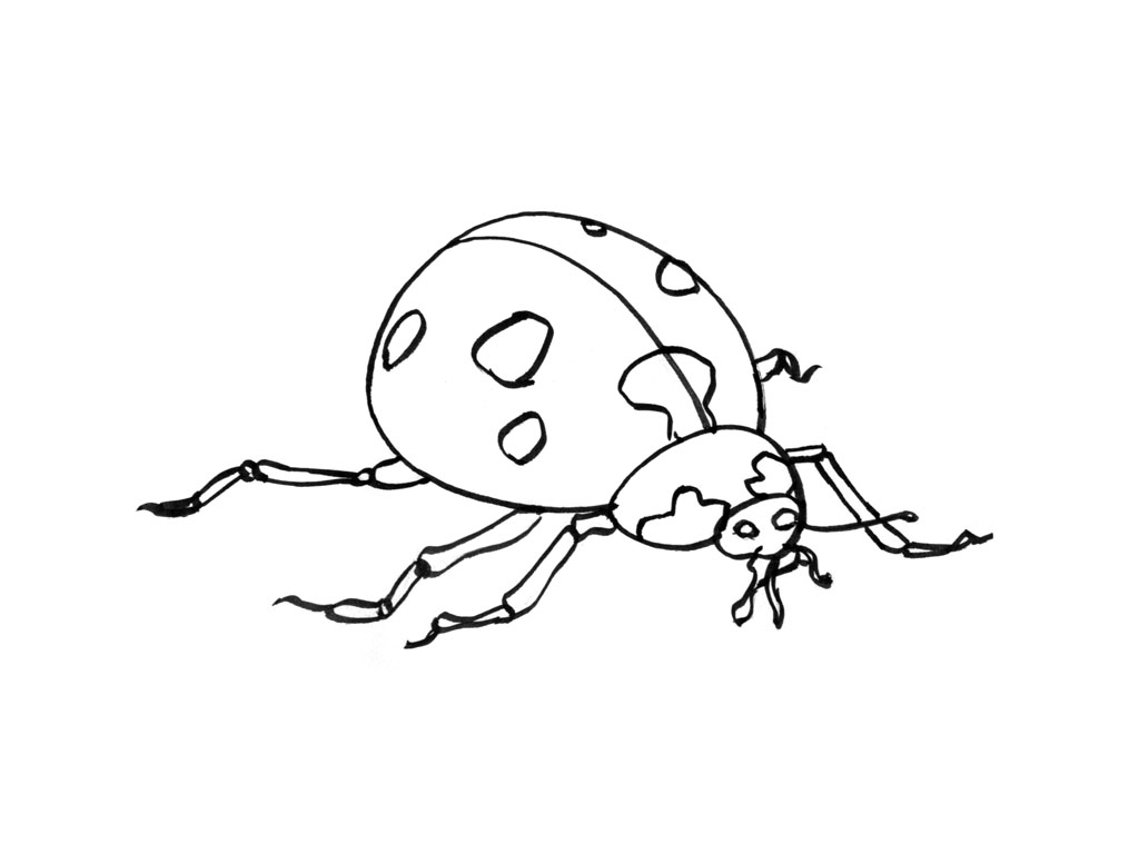 ぬりえページ: てんとう虫 (動物) #3497 - 無料の印刷可能なぬりえページ