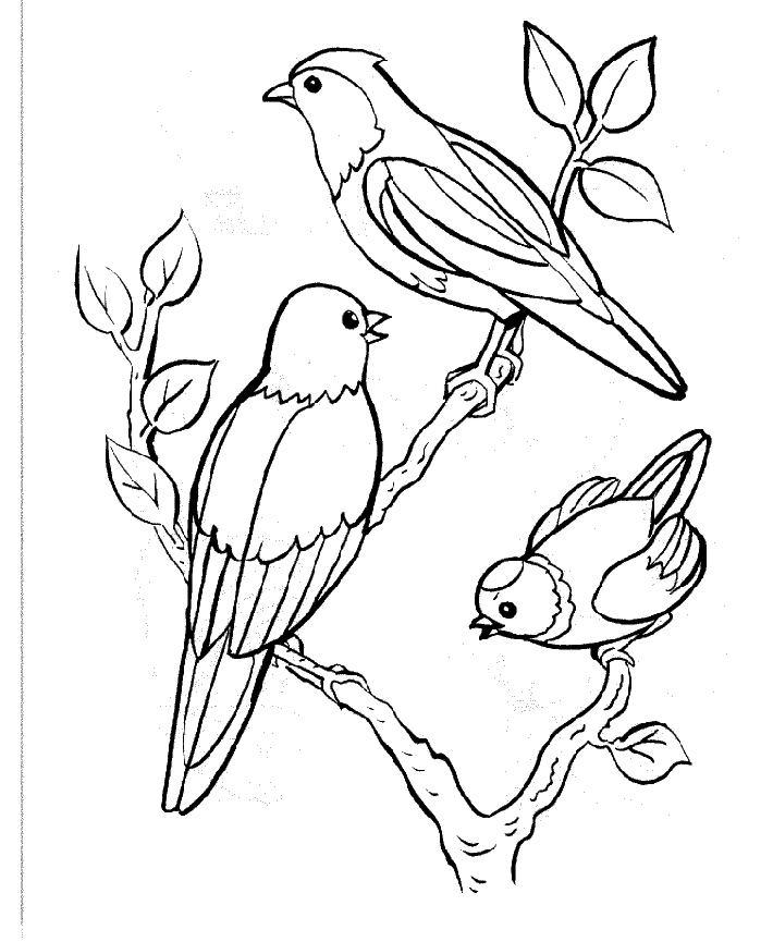 ぬりえページ: 鳥 (動物) #11841 - 無料の印刷可能なぬりえページ