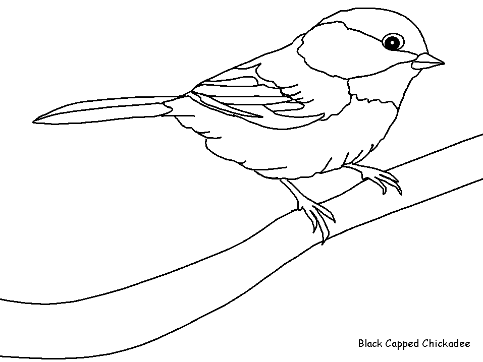 ぬりえページ: 鳥 (動物) #11845 - 無料の印刷可能なぬりえページ