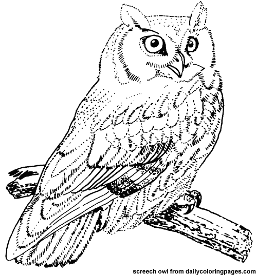 ぬりえページ: 鳥 (動物) #11855 - 無料の印刷可能なぬりえページ
