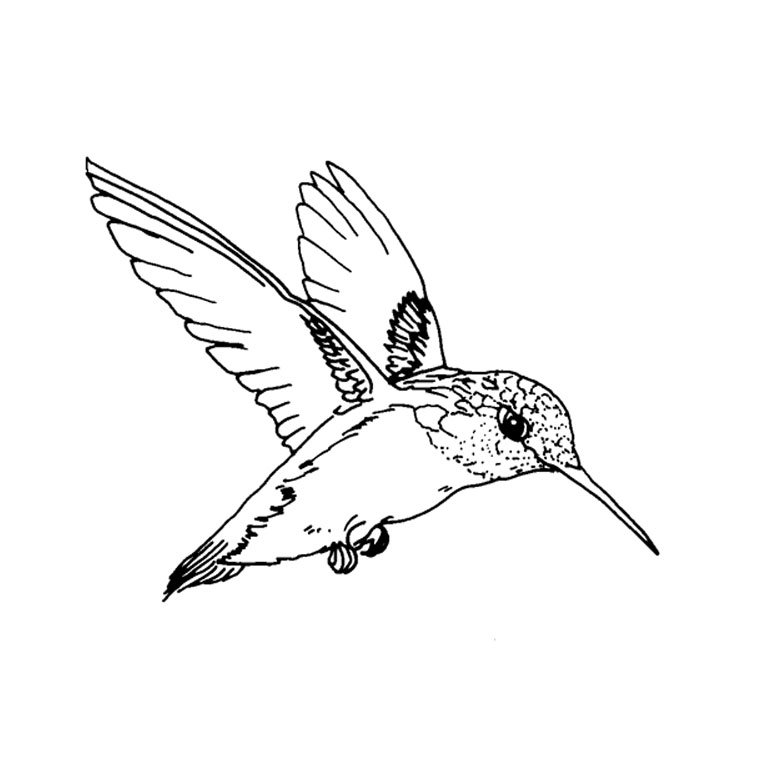 ぬりえページ: 鳥 (動物) #11864 - 無料の印刷可能なぬりえページ