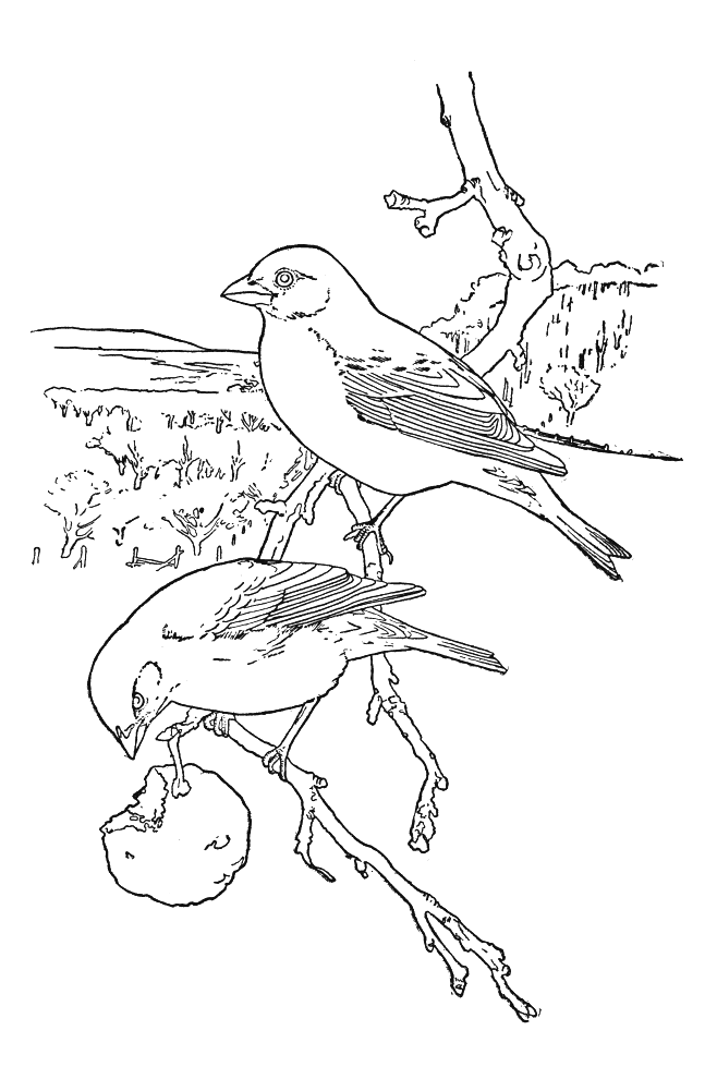 ぬりえページ: 鳥 (動物) #11872 - 無料の印刷可能なぬりえページ