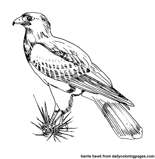 ぬりえページ: 鳥 (動物) #11873 - 無料の印刷可能なぬりえページ