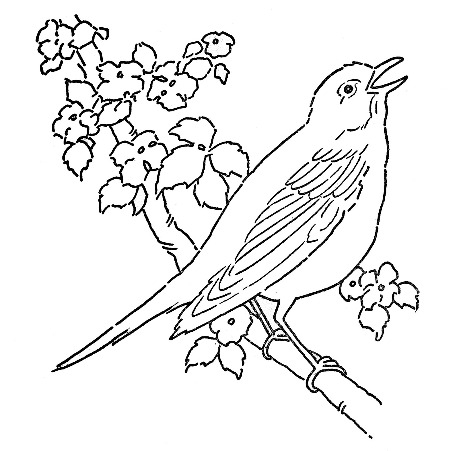 ぬりえページ: 鳥 (動物) #11883 - 無料の印刷可能なぬりえページ