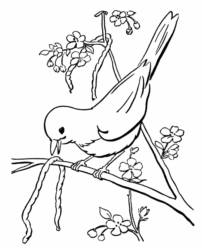 ぬりえページ: 鳥 (動物) #11885 - 無料の印刷可能なぬりえページ