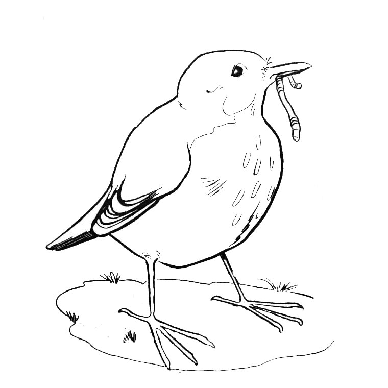 ぬりえページ: 鳥 (動物) #11896 - 無料の印刷可能なぬりえページ