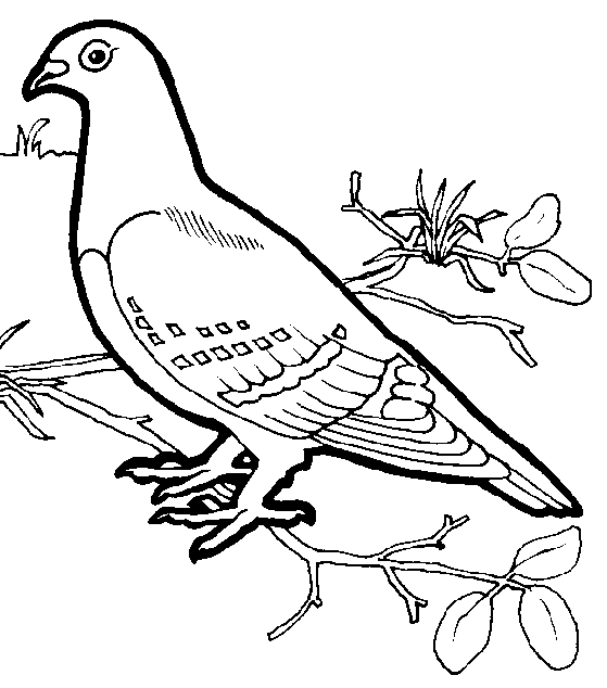 ぬりえページ: 鳥 (動物) #11902 - 無料の印刷可能なぬりえページ