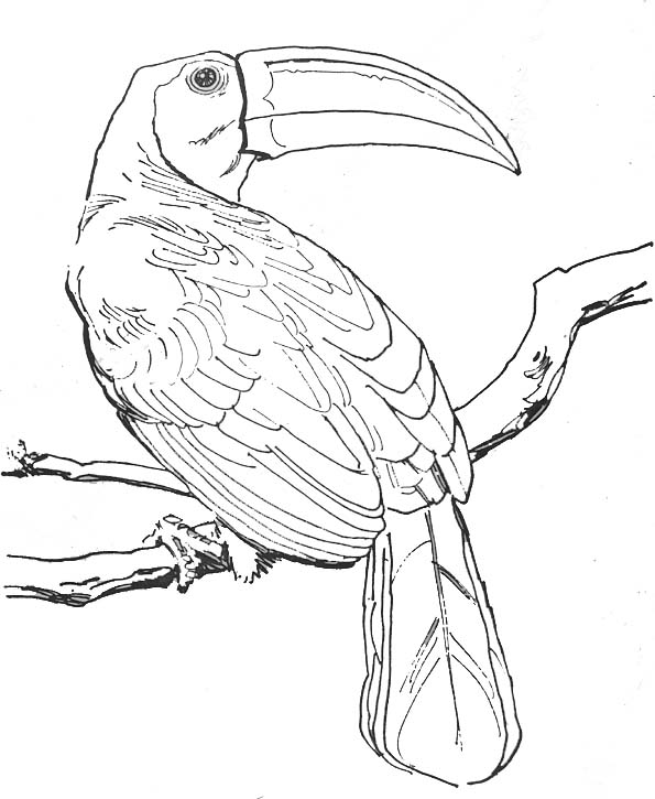 ぬりえページ: 鳥 (動物) #11919 - 無料の印刷可能なぬりえページ