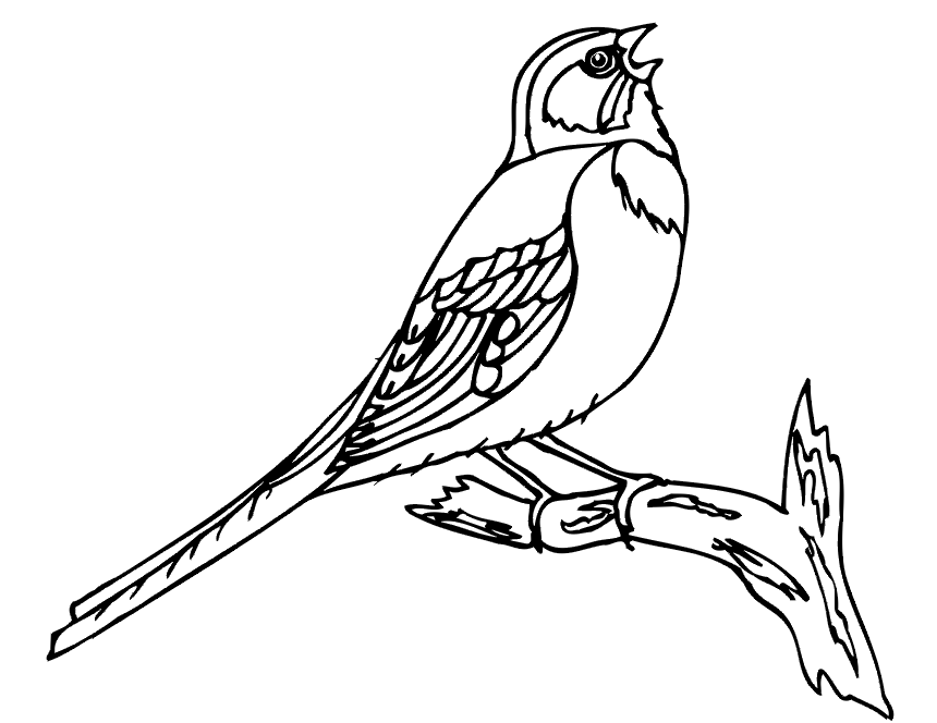 ぬりえページ: 鳥 (動物) #11922 - 無料の印刷可能なぬりえページ
