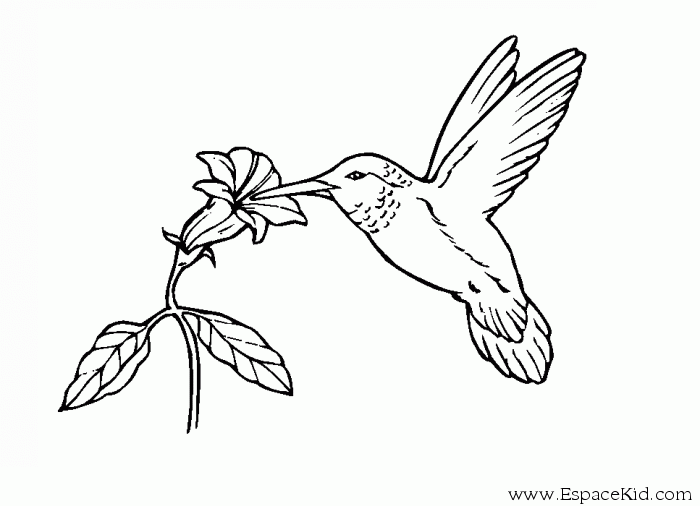 ぬりえページ: 鳥 (動物) #11925 - 無料の印刷可能なぬりえページ