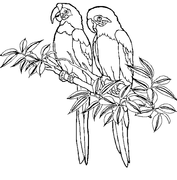 ぬりえページ: 鳥 (動物) #11927 - 無料の印刷可能なぬりえページ