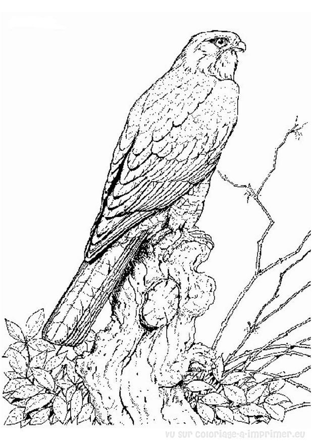 ぬりえページ: 鳥 (動物) #11935 - 無料の印刷可能なぬりえページ