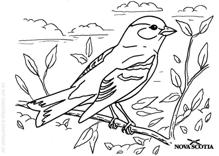 ぬりえページ: 鳥 (動物) #11936 - 無料の印刷可能なぬりえページ