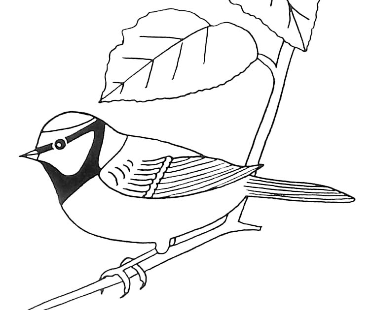 ぬりえページ: 鳥 (動物) #11960 - 無料の印刷可能なぬりえページ