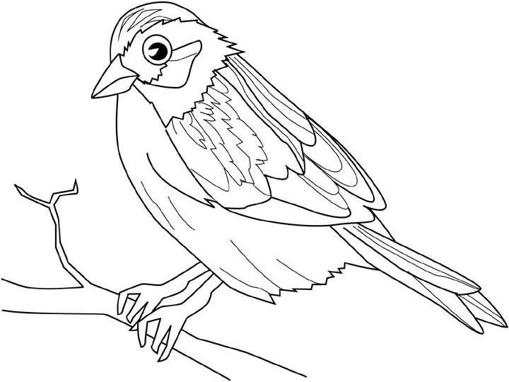 ぬりえページ: 鳥 (動物) #11961 - 無料の印刷可能なぬりえページ