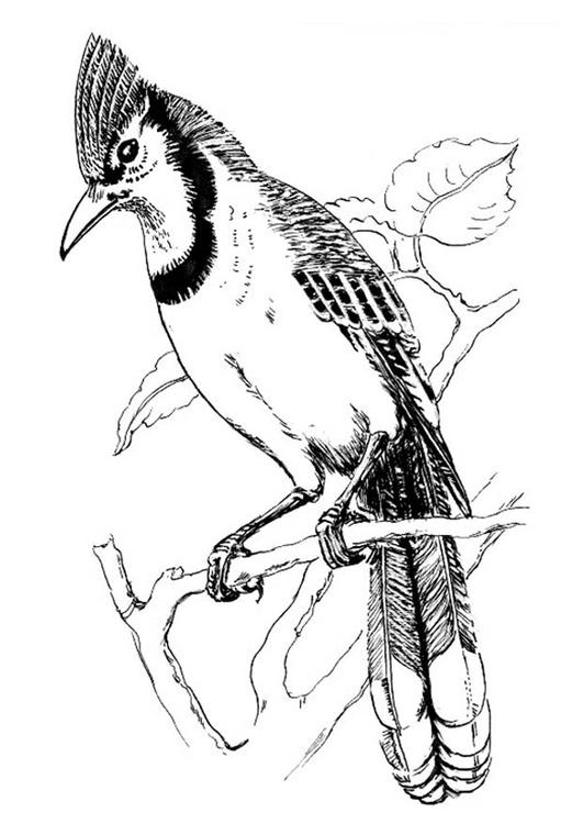 ぬりえページ: 鳥 (動物) #11964 - 無料の印刷可能なぬりえページ