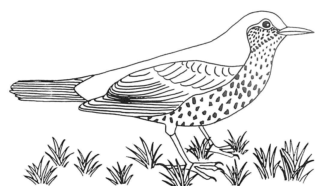 ぬりえページ: 鳥 (動物) #11973 - 無料の印刷可能なぬりえページ