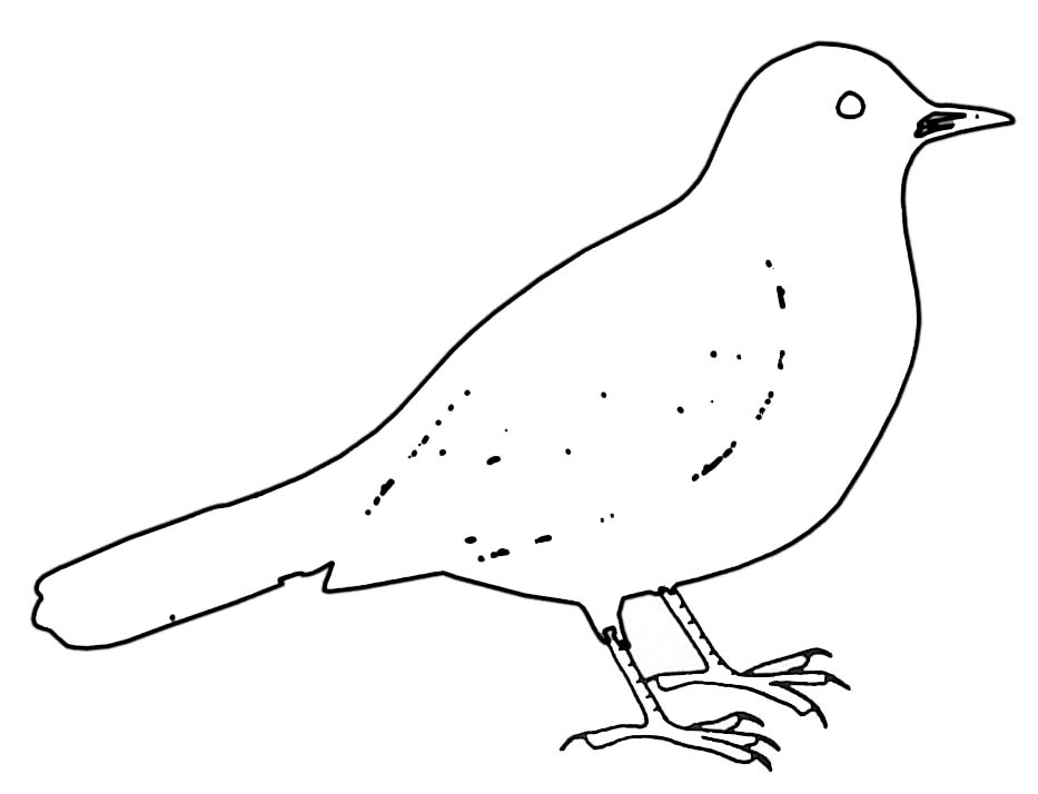ぬりえページ: 鳥 (動物) #11977 - 無料の印刷可能なぬりえページ