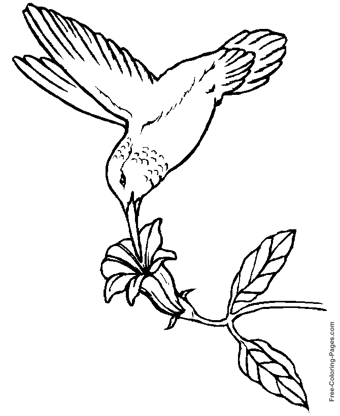 ぬりえページ: 鳥 (動物) #11994 - 無料の印刷可能なぬりえページ