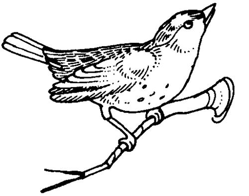 ぬりえページ: 鳥 (動物) #11996 - 無料の印刷可能なぬりえページ
