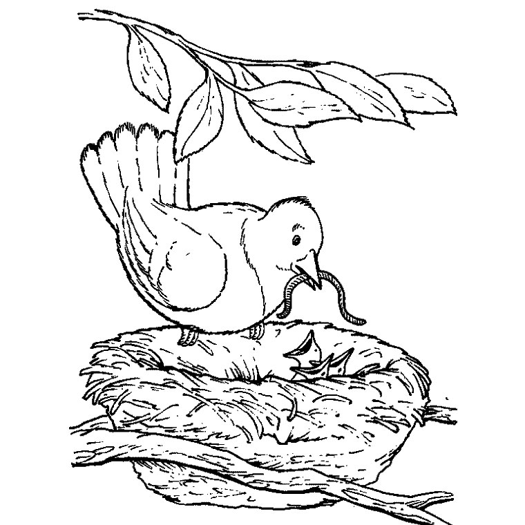 ぬりえページ: 鳥 (動物) #11997 - 無料の印刷可能なぬりえページ